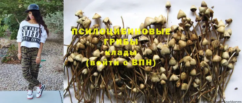 купить наркотик  Калачинск  Галлюциногенные грибы Magic Shrooms 